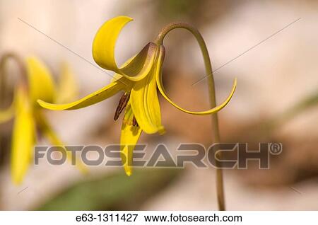 Trout lily Erythronium americanum Mountain View, Ontario, Canada View Large Photo Image Stock Photo - Trout lily Erythronium americanum Mountain View, Ontario, Canada. Fotosearch