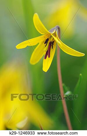Trout lily/Dogtooth violet Erythronium americanum View Large Photo Image Stock Image - Trout lily/Dogtooth violet Erythronium americanum. Fotosearch