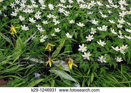 Trout lily/Dogtooth violet View Large Photo Image Stock Image - Trout lily/Dogtooth violet. Fotosearch