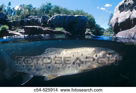 Trout (Salmo trutta fario). Galicia, Spain View Large Photo Image Picture - Trout (Salmo trutta fario). Galicia, Spain. Fotosearch