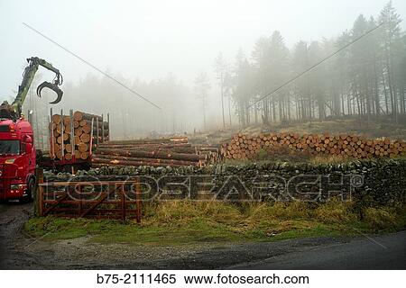 Truck crane loading felled tree trunks in a forest in Yorkshire Dales, England, UK, Europe. View Large Photo Image Stock Photography - Truck crane loading felled tree trunks in a forest in Yorkshire Dales, England, UK, Europe.. Fotosearch