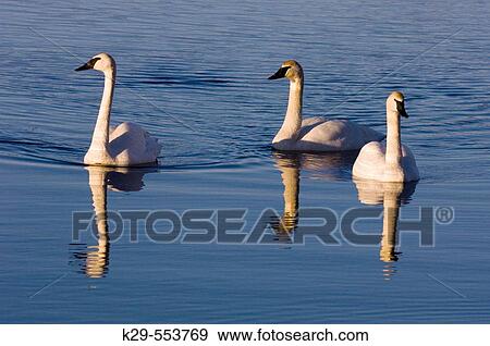 Trumpeter Swan (Cygnus buccinator) Overwintering adults swimming in open water. Sudbury, Ontario View Large Photo Image Stock Photo - Trumpeter Swan (Cygnus buccinator) Overwintering adults swimming in open water. Sudbury, Ontario. Fotosearch