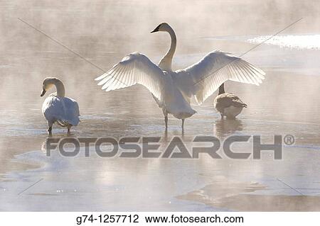 Trumpeter Swans View Large Photo Image Stock Image - Trumpeter Swans. Fotosearch