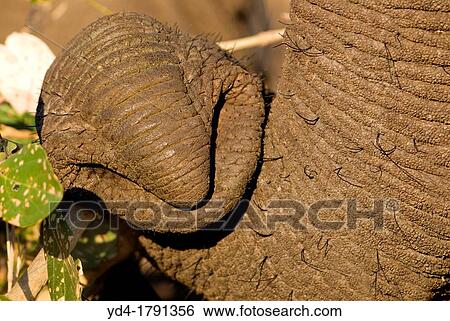 Trunk of an African Elephant Loxodonta africana, Kruger National Park, South Africa View Large Photo Image Stock Photograph - Trunk of an African Elephant Loxodonta africana, Kruger National Park, South Africa. Fotosearch