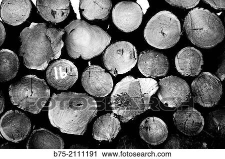 Trunks of felled trees piled in a forest View Large Photo Image Stock Image - Trunks of felled trees piled in a forest. Fotosearch