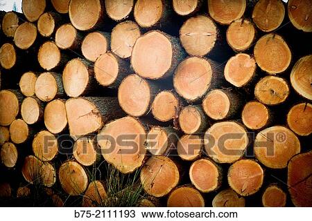 Trunks of felled trees piled in a forest View Large Photo Image Stock Image - Trunks of felled trees piled in a forest. Fotosearch