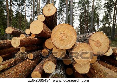 Trunks pile in a commercial plantation, North Karelia, Finland, Europe. View Large Photo Image Picture - Trunks pile in a commercial plantation, North Karelia, Finland, Europe.. Fotosearch