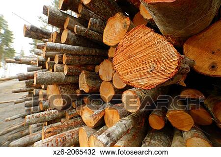 Stock Image - Trunks pile in a commercial plantation, North Karelia, Finland, Europe.. Fotosearch