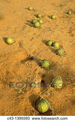 Stock Image - Tsamma Citrullus lanatus - Source of food and water for all kinds of animals Green colour indicates the young fruit Kalahari Desert, Kgalagadi Transfrontier Park, South Africa. Fotosearch