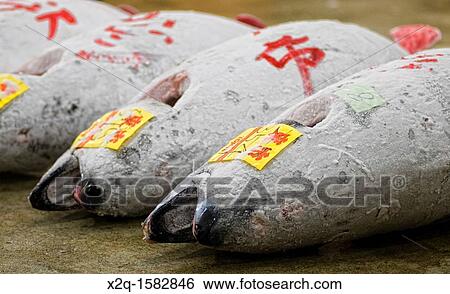 Tsukiji Fish Market Tokyo Japan View Large Photo Image Stock Photograph - Tsukiji Fish Market Tokyo Japan. Fotosearch