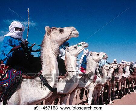 Tuareg camel race for the Sebiba festival. Djanet. Tassili N? Ajjer. Sahara. Algeria. View Large Photo Image Stock Image - Tuareg camel race for the Sebiba festival. Djanet. Tassili N? Ajjer. Sahara. Algeria.. Fotosearch