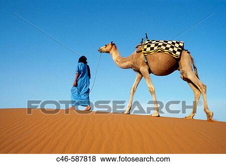 Tuareg with camel. Merzouga Dunes. Morocco View Large Photo Image Stock Photo - Tuareg with camel. Merzouga Dunes. Morocco. Fotosearch