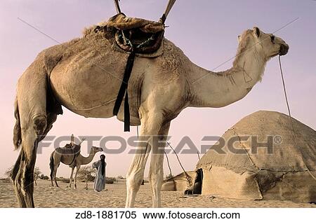 tuaregs people in tombuctu dessert View Large Photo Image Stock Photography - tuaregs people in tombuctu dessert. Fotosearch
