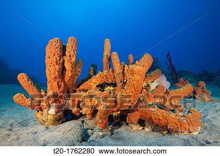 Tube Sponges in Coral Reef, Aplysina fistularis, Caribbean Sea, Dominica View Large Photo Image Stock Image - Tube Sponges in Coral Reef, Aplysina fistularis, Caribbean Sea, Dominica. Fotosearch