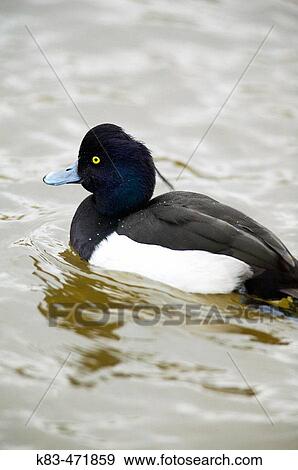 Tufted Duck (Aythya fuligula) View Large Photo Image Stock Photo - Tufted Duck (Aythya fuligula). Fotosearch