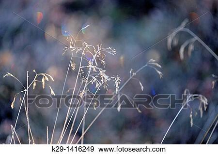 Tufted hairgrass Deschampsia cespitosa with morning frost Greater Sudbury Ontario View Large Photo Image Stock Photo - Tufted hairgrass Deschampsia cespitosa with morning frost Greater Sudbury Ontario. Fotosearch