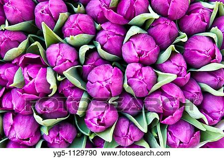 Stock Image - Tulip bouquets on the market. Fotosearch