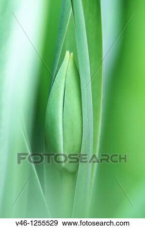 Tulip bud hidden inside broad leaves Tulip bud is very abstract form Bud is ripening to bloom Very close shot Lines of the leaves and bud are interesting Abstract View Large Photo Image Stock Photo - Tulip bud hidden inside broad leaves Tulip bud is very abstract form Bud is ripening to bloom Very close shot Lines of the leaves and bud are interesting Abstract. Fotosearch
