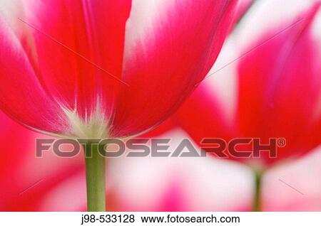 Tulip close up (Tulip: Stargazer). Netherlands, Europe. View Large Photo Image Stock Photo - Tulip close up (Tulip: Stargazer). Netherlands, Europe.. Fotosearch