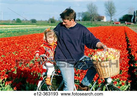 Tulip fields, father and daughter on bicycle. Netherlands. View Large Photo Image Stock Image - Tulip fields, father and daughter on bicycle. Netherlands.. Fotosearch
