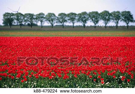 Tulip fields. Holland View Large Photo Image Picture - Tulip fields. Holland. Fotosearch
