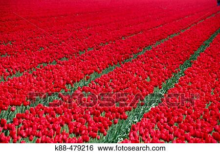Stock Photograph - Tulip fields. Holland. Fotosearch