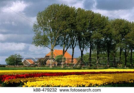 Stock Image - Tulip fields. North Holland.. Fotosearch