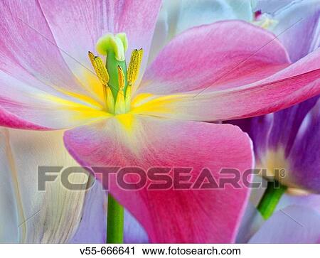 Stock Image - Tulip flower close-up. Fotosearch