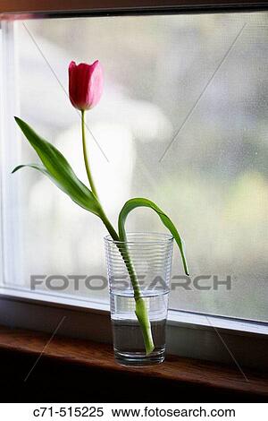 Tulip flower in glass of water on window sill. View Large Photo Image Stock Photography - Tulip flower in glass of water on window sill.. Fotosearch