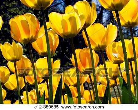 tulip flowers View Large Photo Image Stock Photography - tulip flowers. Fotosearch