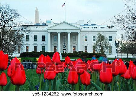 Tulip Garden, White House View Large Photo Image Stock Image - Tulip Garden, White House. Fotosearch