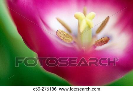 Tulip View Large Photo Image Stock Photograph - Tulip. Fotosearch