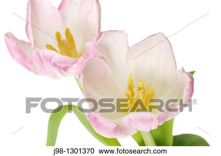 Tulip Tulipa sp against white background, close up Studio shot View Large Photo Image Stock Image - Tulip Tulipa sp against white background, close up Studio shot. Fotosearch