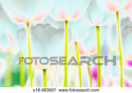 Tulip (Tulipa sp. ) View Large Photo Image Stock Photo - Tulip (Tulipa sp. ). Fotosearch