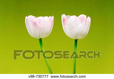 Tulip, two tulips (Tulipa, Liliaceae) View Large Photo Image Stock Photo - Tulip, two tulips (Tulipa, Liliaceae). Fotosearch