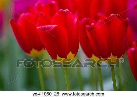 Tulipa Red Didier, Keukenhof, Nederland View Large Photo Image Stock Photography - Tulipa Red Didier, Keukenhof, Nederland. Fotosearch