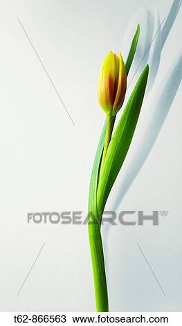 Tulipa Still Life Colours View Large Photo Image Stock Image - Tulipa Still Life Colours. Fotosearch