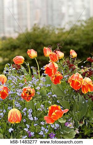Tulips in Choklit Park in Vancouver, British Columbia, Canada View Large Photo Image Stock Photo - Tulips in Choklit Park in Vancouver, British Columbia, Canada. Fotosearch