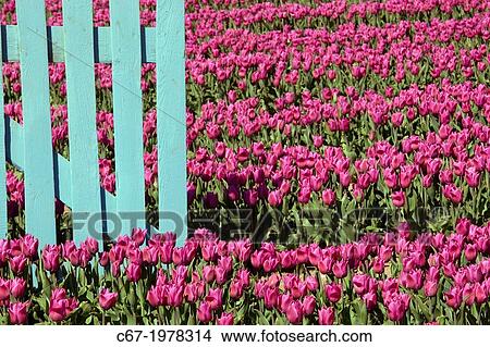 Tulips in flower and blue fence Swaffham Norfolk. View Large Photo Image Picture - Tulips in flower and blue fence Swaffham Norfolk.. Fotosearch