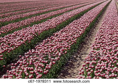 Tulips in flower Swaffham Norfolk. View Large Photo Image Stock Image - Tulips in flower Swaffham Norfolk.. Fotosearch