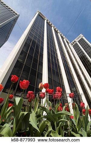 Stock Image - tulips in front of Bentall towers, Burrard Street, downtown Vancouver, BC, Canada. Fotosearch