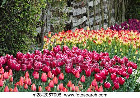 Stock Photography - Tulips in Roozengaarde Display Gardens, Skagit Valley Washington. Fotosearch