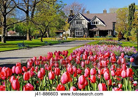 Tulips in spring in Hagley Park Curators House restaurant behind Christchurch New Zealand View Large Photo Image Stock Image - Tulips in spring in Hagley Park Curators House restaurant behind Christchurch New Zealand. Fotosearch