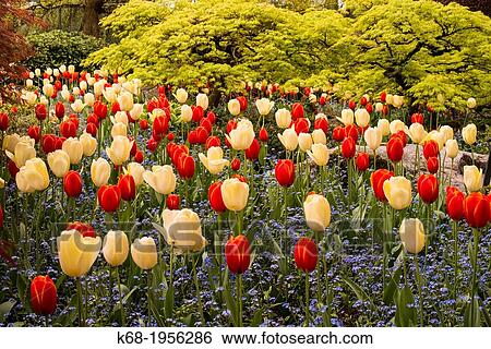 tulips in the VanDusen Garden, Vancouver, BC, Canada. View Large Photo Image Stock Photograph - tulips in the VanDusen Garden, Vancouver, BC, Canada.. Fotosearch