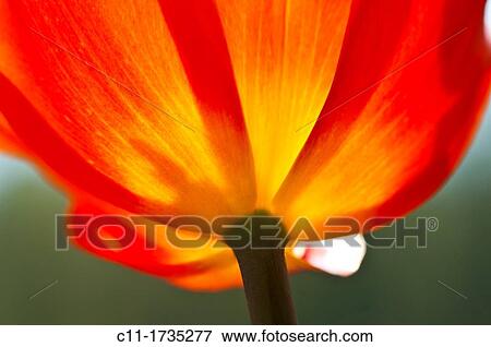 tulips, lyon-la-foret, Normandy, Eure, France, Europe View Large Photo Image Stock Photo - tulips, lyon-la-foret, Normandy, Eure, France, Europe. Fotosearch
