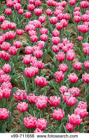 Tulips. Provence, France View Large Photo Image Stock Photograph - Tulips. Provence, France. Fotosearch