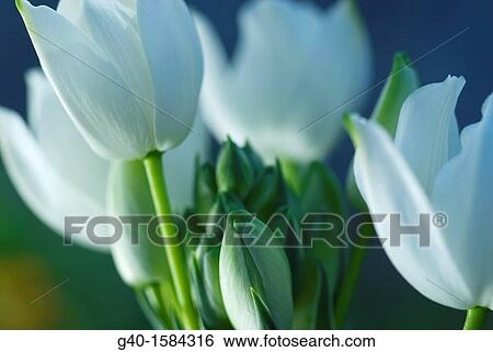 Tulips (Tulipa) View Large Photo Image Stock Photograph - Tulips (Tulipa). Fotosearch