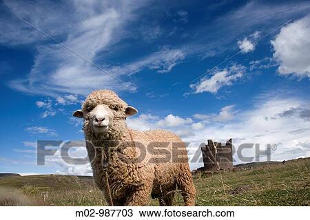 Tumbs called Chupllas in Sillustani, Puno, Peru, South America View Large Photo Image Stock Image - Tumbs called Chupllas in Sillustani, Puno, Peru, South America. Fotosearch