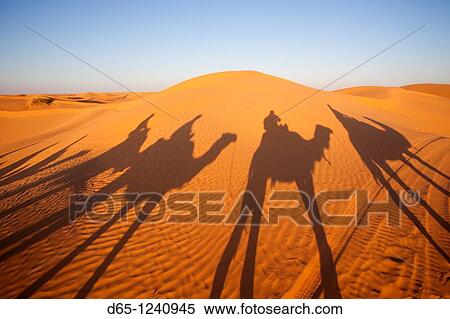 Tunisia, Ksour Area, Ksar Ghilane, Grand Erg Oriental Desert, camel caravan, sunset View Large Photo Image Stock Photography - Tunisia, Ksour Area, Ksar Ghilane, Grand Erg Oriental Desert, camel caravan, sunset. Fotosearch