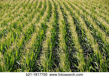 Stock Image - Turkey. corn field.. Fotosearch